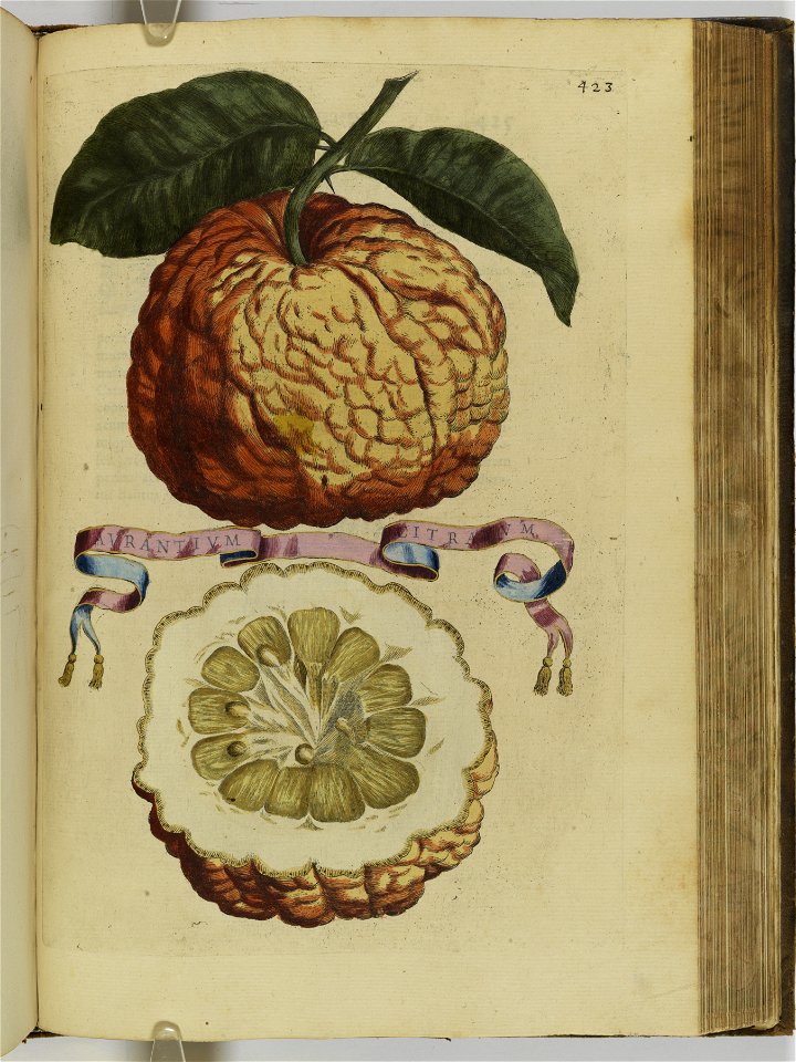 Hesperides sive de malorvm avreorvm cvltvra et vsv libri quatuor 1646 (6160197)