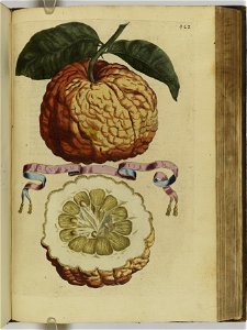 Hesperides sive de malorvm avreorvm cvltvra et vsv libri quatuor 1646 (6160197)