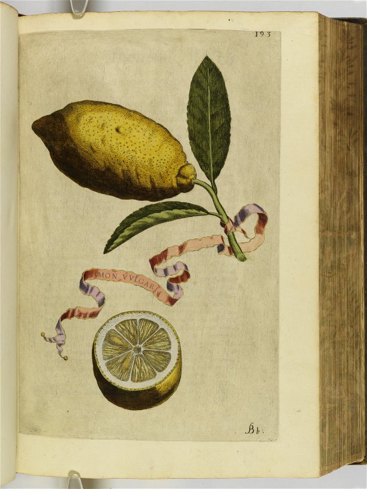 Hesperides sive de malorvm avreorvm cvltvra et vsv libri quatuor 1646 (6157951)