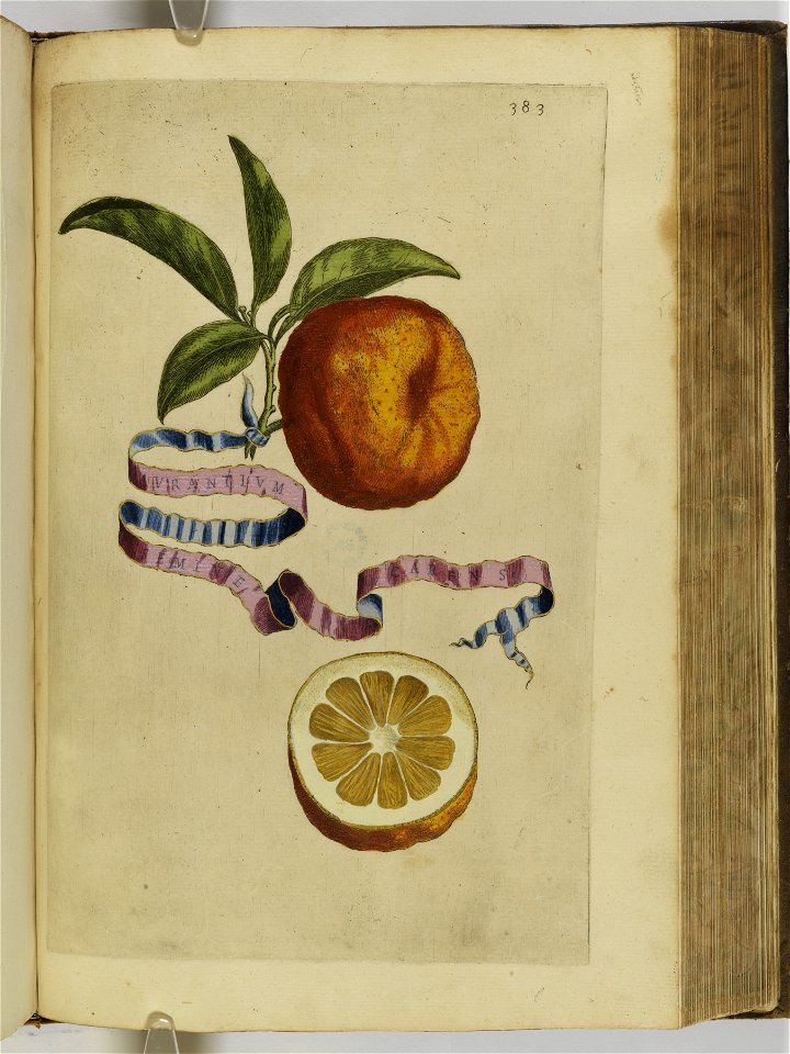 Hesperides sive de malorvm avreorvm cvltvra et vsv libri quatuor 1646 (6159816)