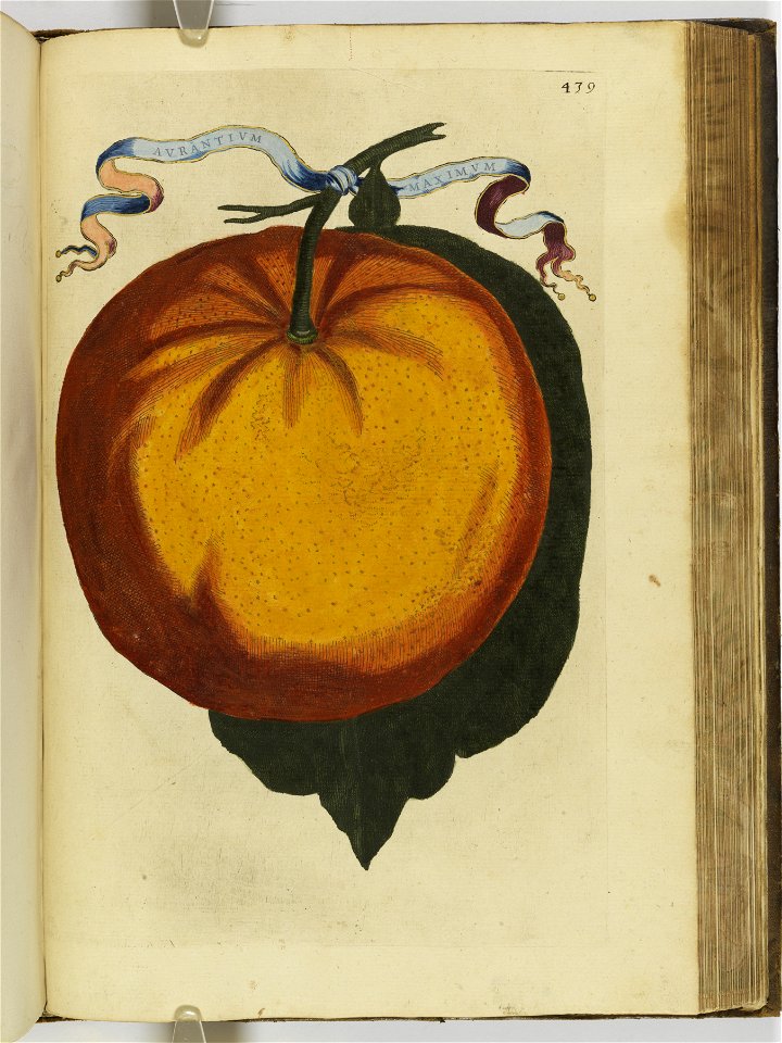 Hesperides sive de malorvm avreorvm cvltvra et vsv libri quatuor 1646 (6160347)