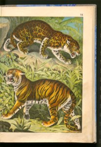 Historja naturalna zwierzat ssacych 1899 (103882974)