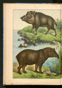 Historja naturalna zwierzat ssacych 1899 (103883359)