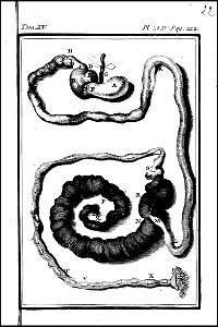 Histoire naturelle, generale et particuliere avec la description du cabinet du roi. tome quinzieme 1764 (131587597)