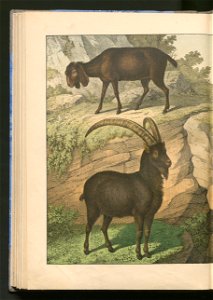 Historja naturalna zwierzat ssacych 1899 (103883709)