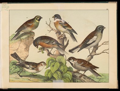Historja naturalna ptakow 1900 (123304973)