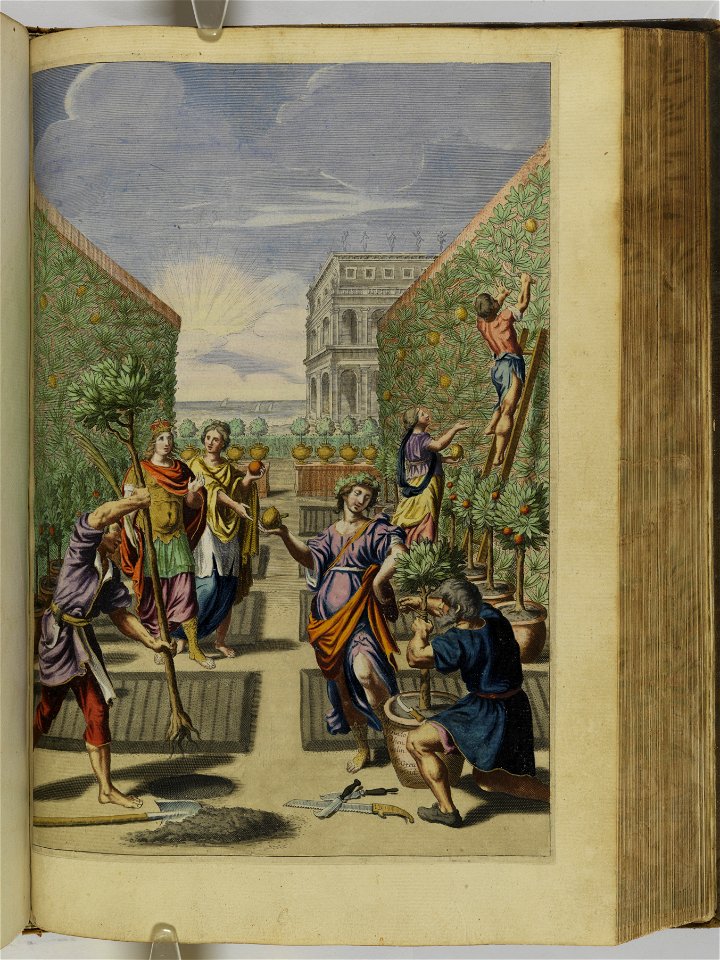 Hesperides sive de malorvm avreorvm cvltvra et vsv libri quatuor 1646 (6159527)
