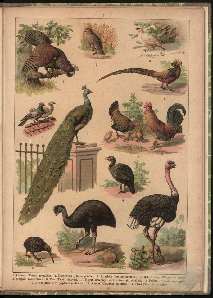 Historya naturalna w obrazach 1891 (47531264)
