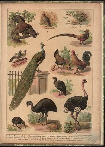 Historya naturalna w obrazach 1891 (47531264)