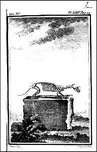 Histoire naturelle, generale et particuliere avec la description du cabinet du roi. tome quinzieme 1764 (131587191)