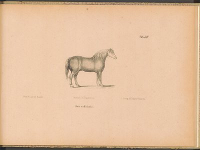 Historya powszechna konia. Atlas 1876 (67412550)