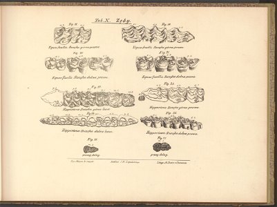 Historya powszechna konia. Atlas 1876 (67411459)