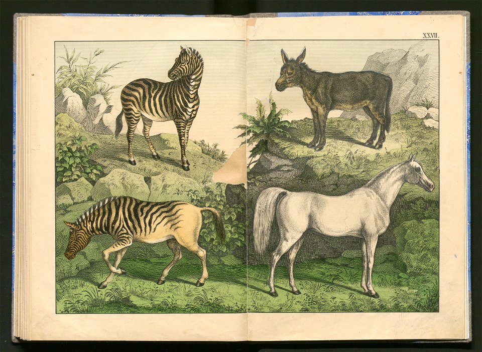 Historja naturalna zwierzat ssacych 1899 (103883774)