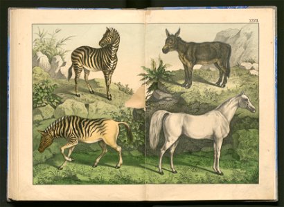 Historja naturalna zwierzat ssacych 1899 (103883774)