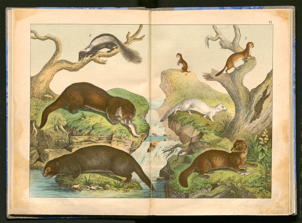 Historja naturalna zwierzat ssacych 1899 (103882955)