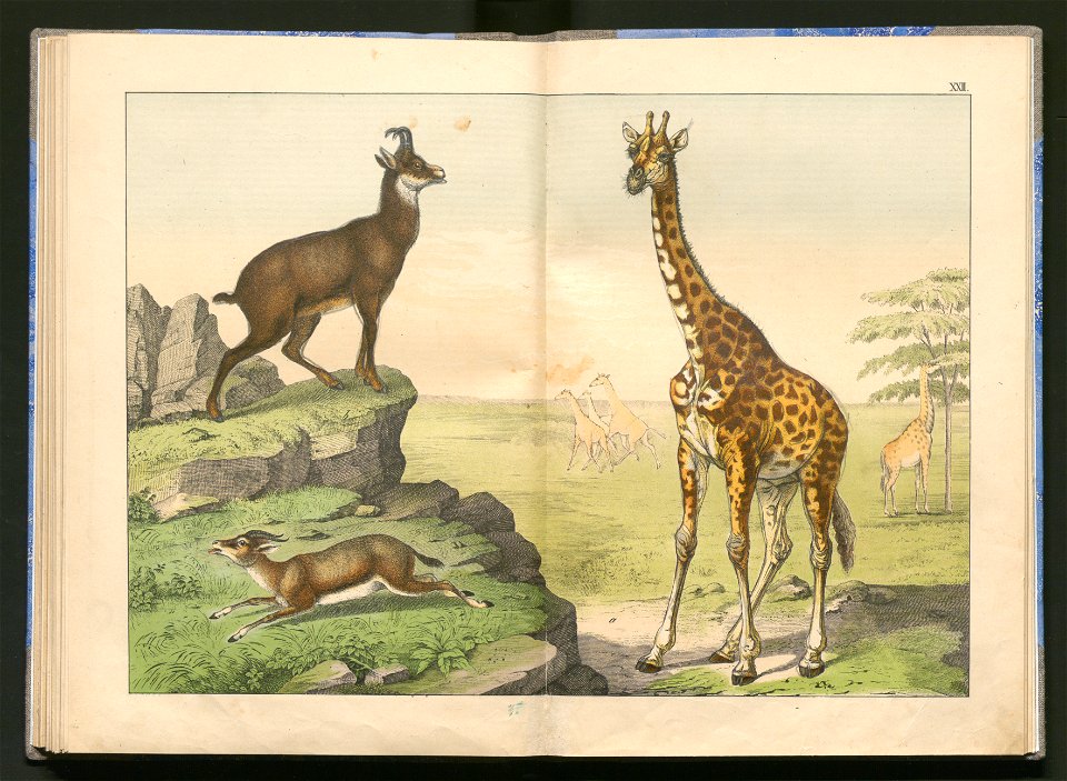 Historja naturalna zwierzat ssacych 1899 (103883606)