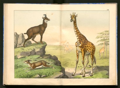 Historja naturalna zwierzat ssacych 1899 (103883606)