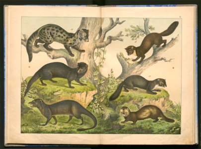Historja naturalna zwierzat ssacych 1899 (103882930)