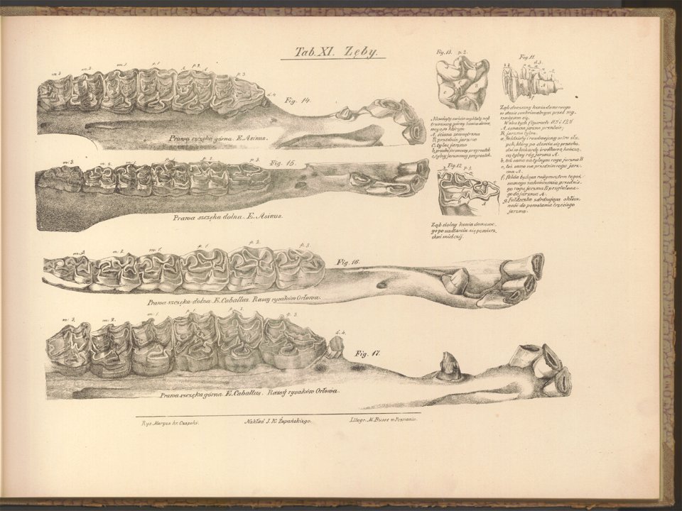 Historya powszechna konia. Atlas 1876 (67411468)