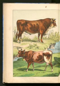 Historja naturalna zwierzat ssacych 1899 (103883630)