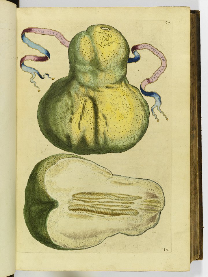 Hesperides sive de malorvm avreorvm cvltvra et vsv libri quatuor 1646 (6157036)