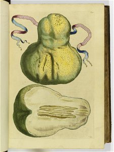 Hesperides sive de malorvm avreorvm cvltvra et vsv libri quatuor 1646 (6157036)