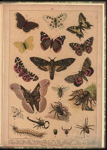 Historya naturalna w obrazach 1891 (47531419)