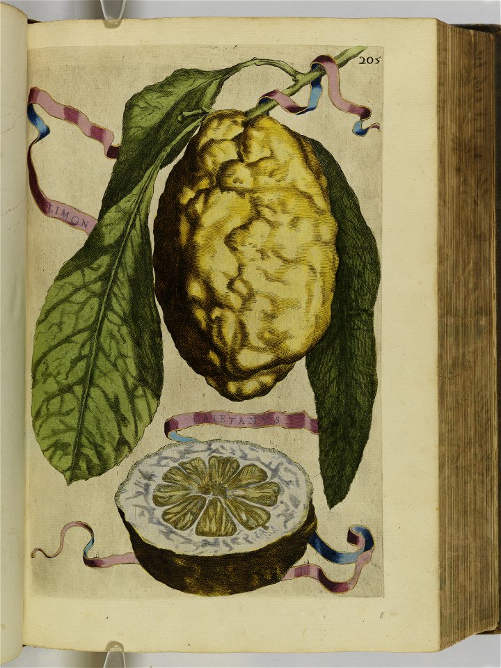 Hesperides sive de malorvm avreorvm cvltvra et vsv libri quatuor 1646 (6158075)