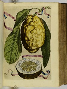 Hesperides sive de malorvm avreorvm cvltvra et vsv libri quatuor 1646 (6158075)