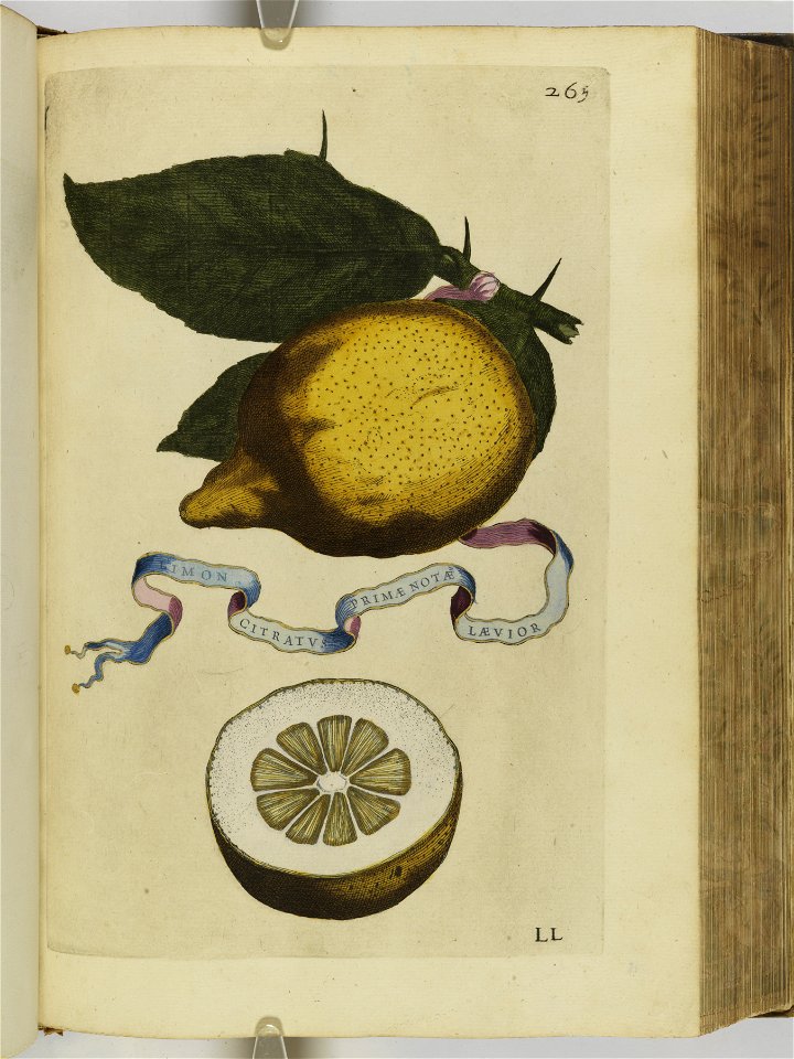 Hesperides sive de malorvm avreorvm cvltvra et vsv libri quatuor 1646 (6158703)
