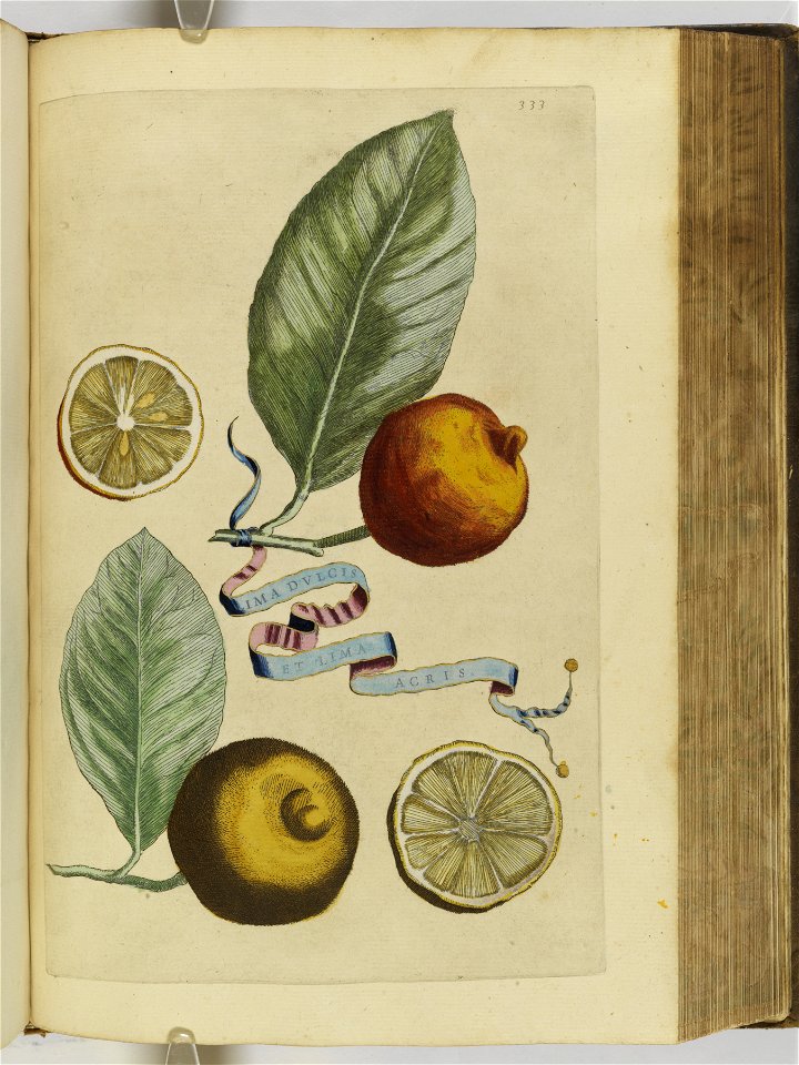 Hesperides sive de malorvm avreorvm cvltvra et vsv libri quatuor 1646 (6159421)