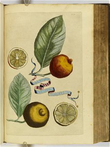Hesperides sive de malorvm avreorvm cvltvra et vsv libri quatuor 1646 (6159421)