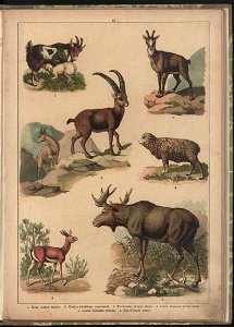 Historya naturalna w obrazach 1891 (47531192)