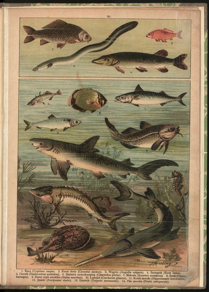Historya naturalna w obrazach 1891 (47531389)