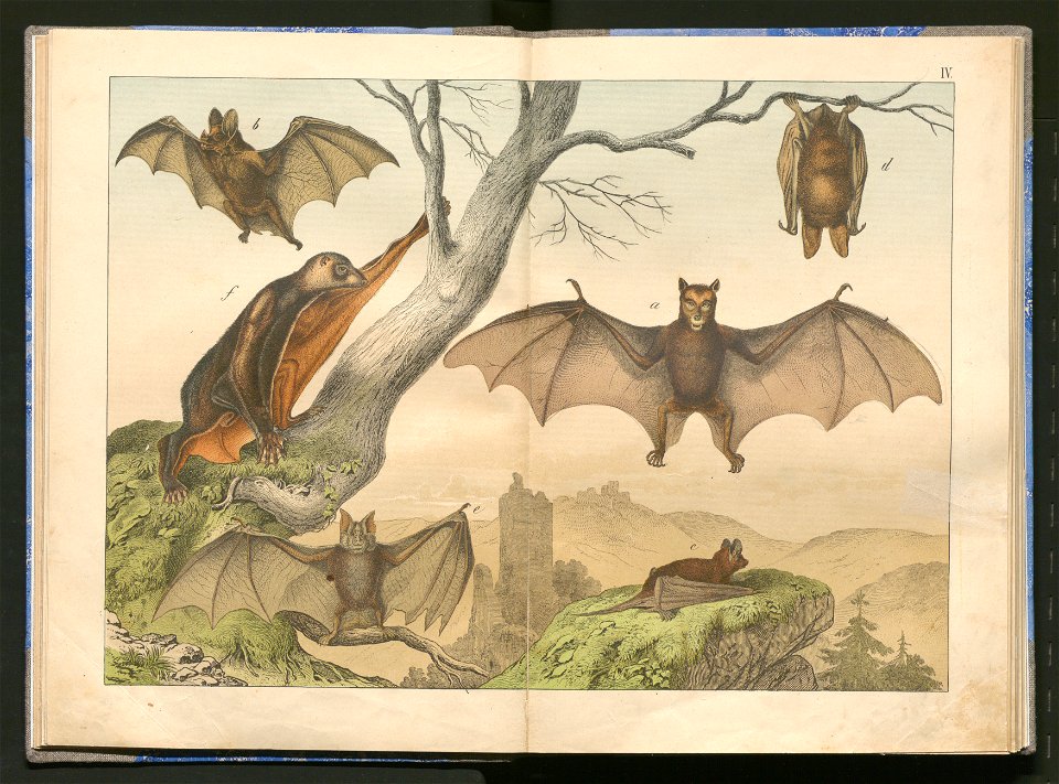 Historja naturalna zwierzat ssacych 1899 (103882896)