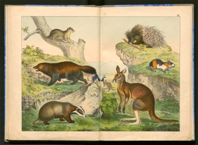 Historja naturalna zwierzat ssacych 1899 (103883138)