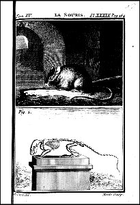 Histoire naturelle, generale et particuliere avec la description du cabinet du roi. tome quinzieme 1764 (131587494)