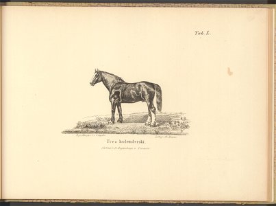 Historya powszechna konia. Atlas 1876 (67412341)