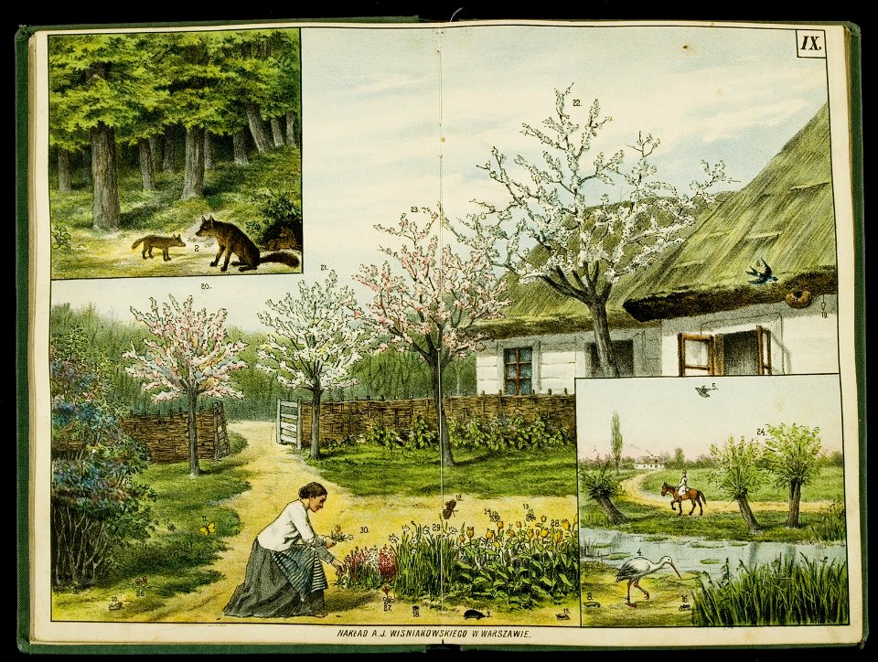 Kolorowane tablice pogladowe do nauki o rzeczach. 1 1889-1890 (398701)