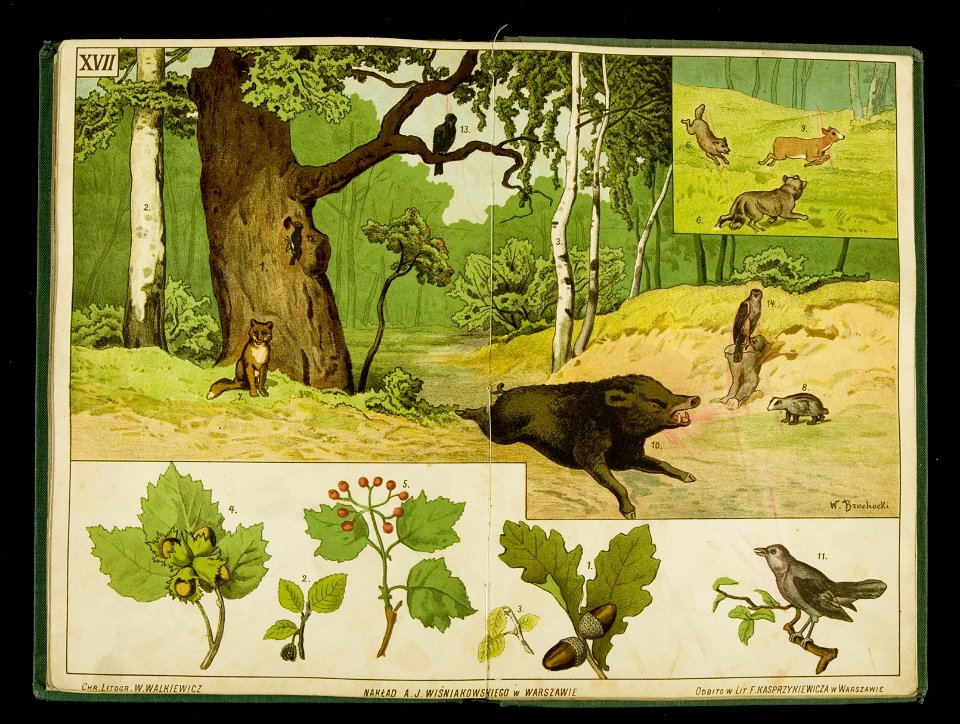 Kolorowane tablice pogladowe do nauki o rzeczach. 1 1889-1890 (398778)