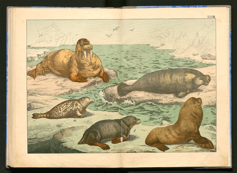 Historja naturalna zwierzat ssacych 1899 (103883796)