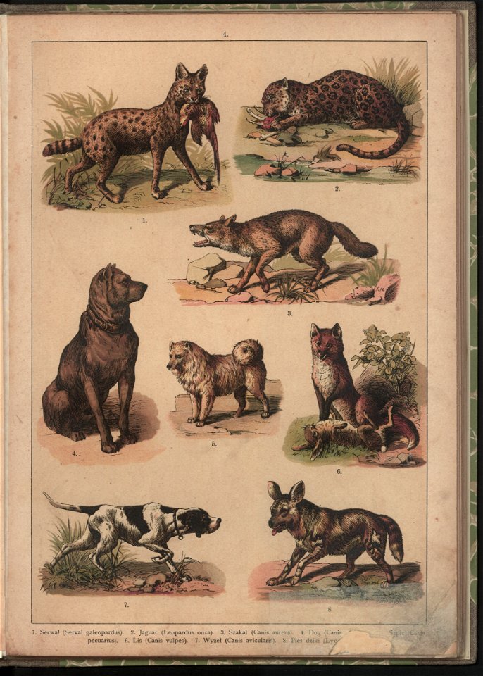 Historya naturalna w obrazach 1891 (47530807)