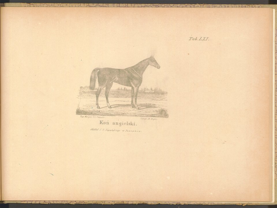 Historya powszechna konia. Atlas 1876 (67412967)