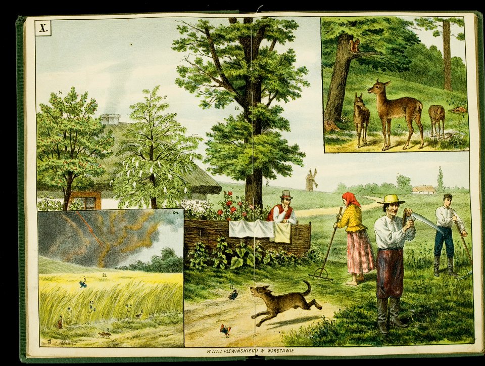 Kolorowane tablice pogladowe do nauki o rzeczach. 1 1889-1890 (398713)