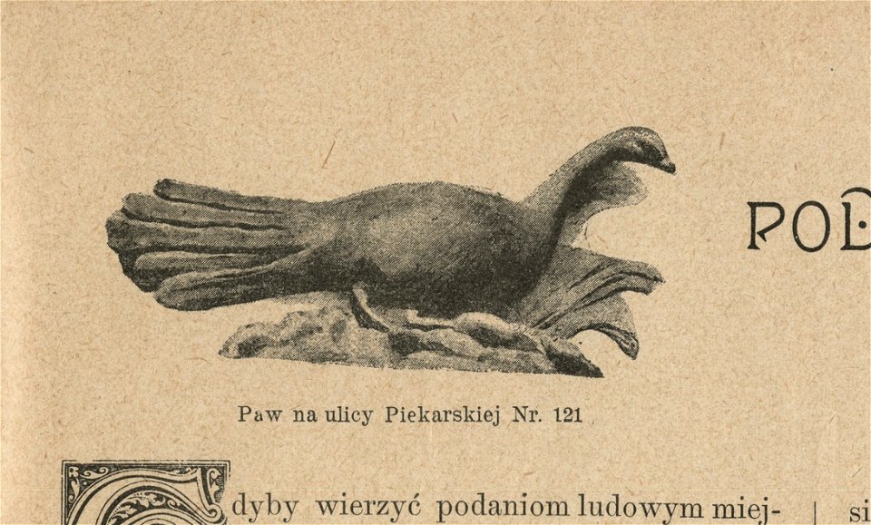 Paw na ulicy Piekarskiej nr 121 (71277)