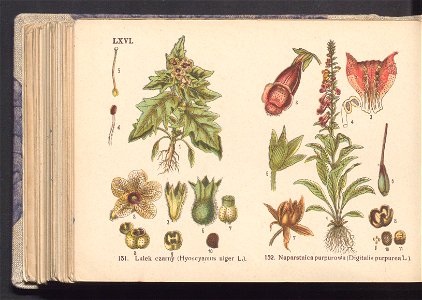 Rosliny europejskie 1911 (100264765)