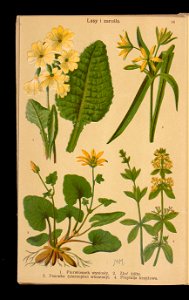 Rosliny wiosenne 1911 (108186218)