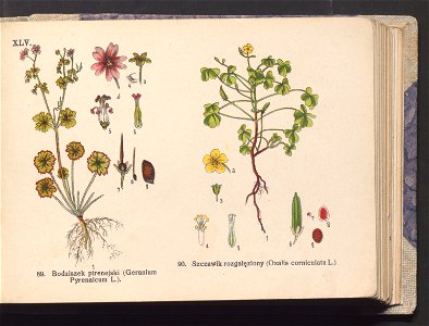 Rosliny europejskie 1911 (100263962)
