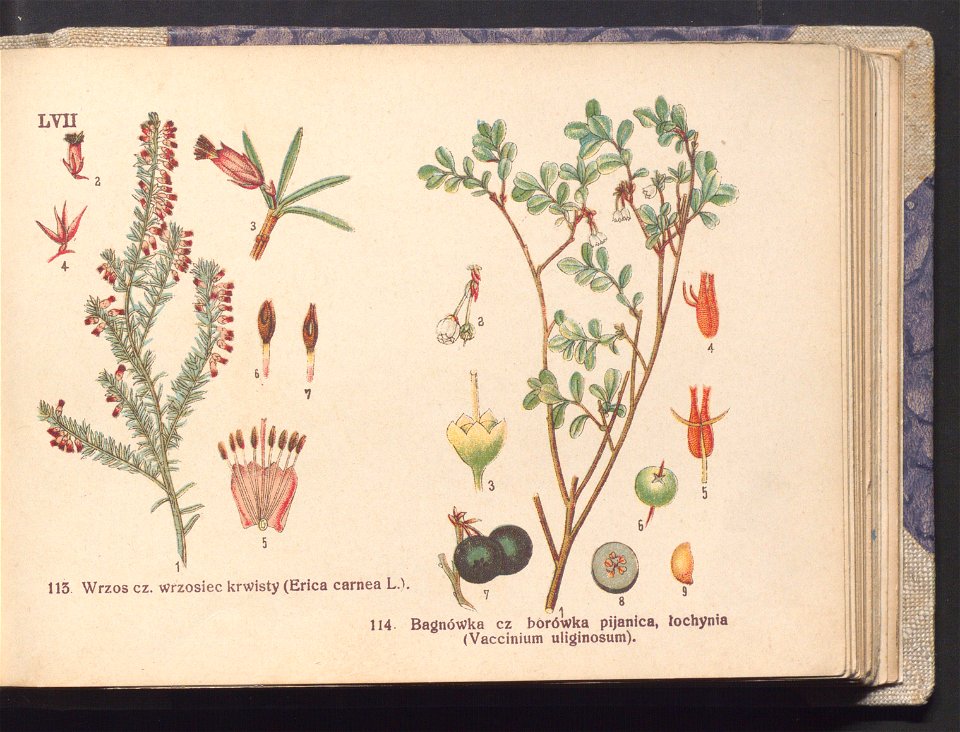 Rosliny europejskie 1911 (100264230)