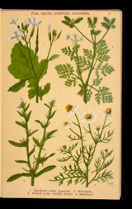 Rosliny wiosenne 1911 (108186213)